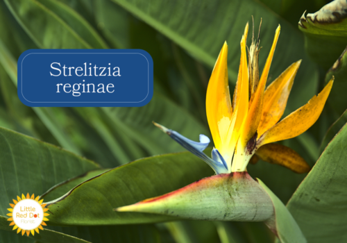 Strelitzia reginae Inline 1000 x 700