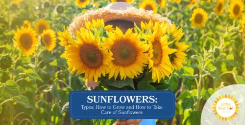 Sunflower Types How to Grow and How to Take Care of Sunflowers 1640 x 840 Sunflower Types How to Grow and How to Take Care of Sunflowers 1640 x 840