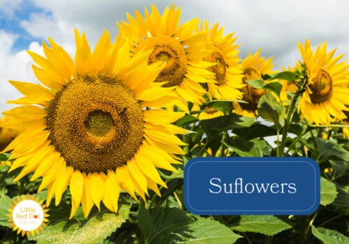 Sunflowers Sunflowers