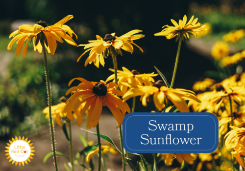 Swamp Sunflower