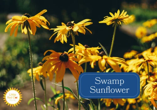 Swamp Sunflower Swamp Sunflower