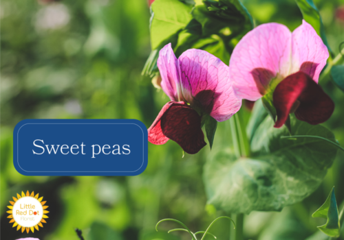 Sweet peas Sweet peas
