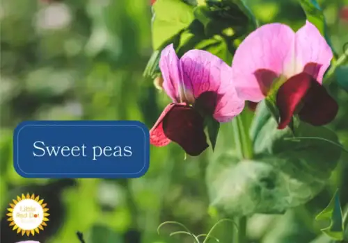 Sweet peas Sweet peas