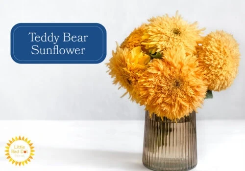 Teddy Bear Sunflower Teddy Bear Sunflower