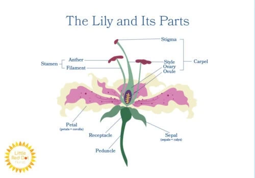 The Lily and Its Parts The Lily and Its Parts