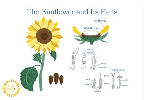 The Sunflower and Its Parts Inline 1000 x 700 The Sunflower and Its Parts Inline 1000 x 700