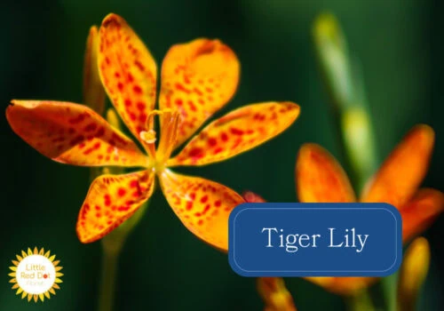 Tiger Lily Tiger Lily