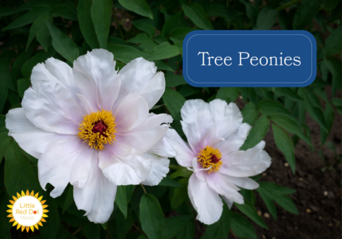 Tree Peonies 1000 x 700 Tree Peonies 1000 x 700