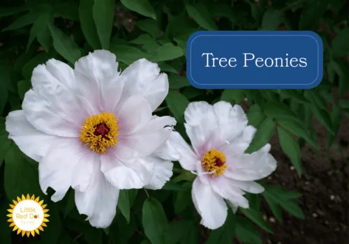 Tree Peonies 1000 x 700 Tree Peonies 1000 x 700