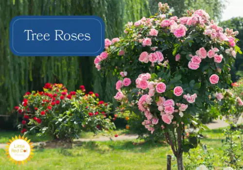 Tree Roses Tree Roses