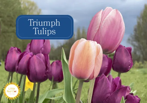 Triumph Tulips Triumph Tulips