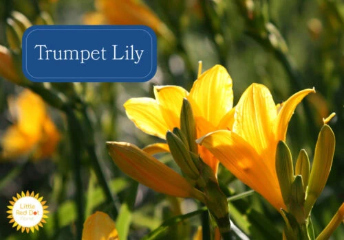 Trumpet Lily Trumpet Lily