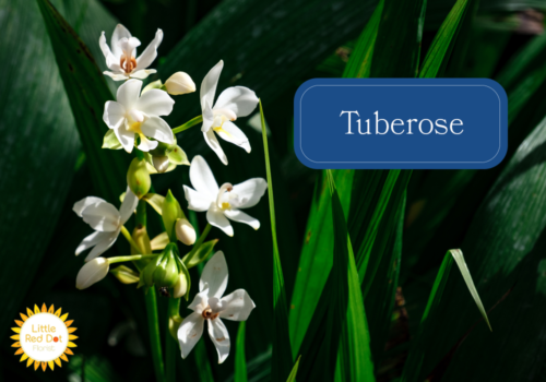 Tuberose Tuberose