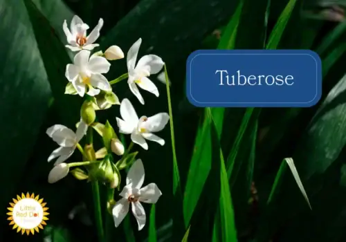 Tuberose Tuberose