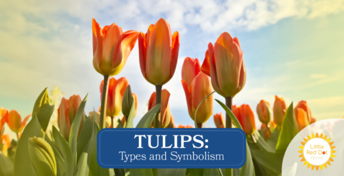 Tulips Types and Symbolisms