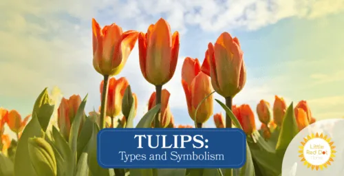 Tulips Types and Symbolisms Tulips Types and Symbolisms