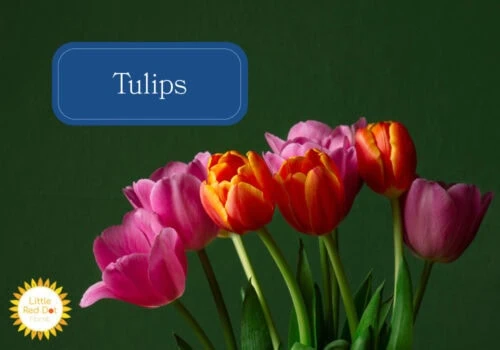 Tulips Tulips
