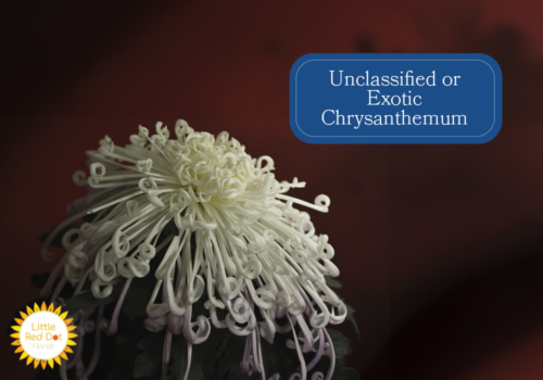 Unclassified or Exotic Chrysanthemum Inline 1000 x 700 Unclassified or Exotic Chrysanthemum Inline 1000 x 700