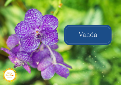 Vanda Inline 1000 x 700 Vanda Inline 1000 x 700