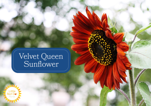 Velvet Queen Sunflower