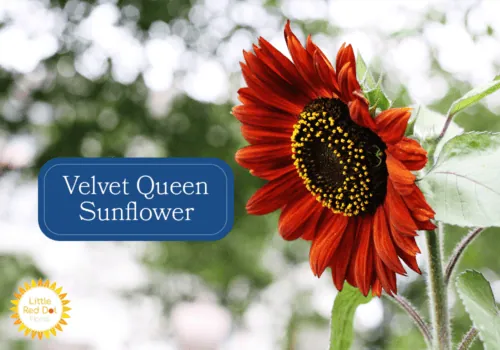 Velvet Queen Sunflower Velvet Queen Sunflower