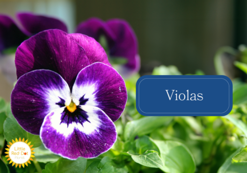 Violas Violas
