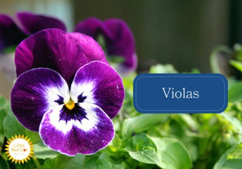 Violas Violas