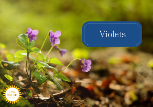 Violets Violets