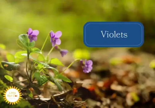 Violets Violets