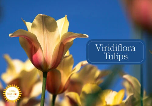 Viridiflora Tulips Viridiflora Tulips