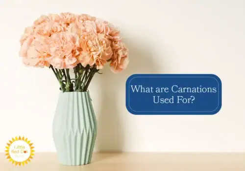 What are Carnations Used For H2 1000 x 700 (1) What are Carnations Used For H2 1000 x 700 (1)