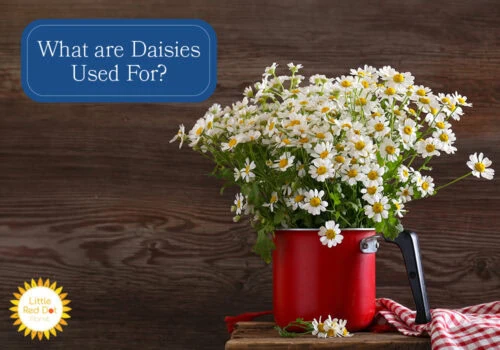 What are Daisies Used For H2 1000 x 700 What are Daisies Used For H2 1000 x 700