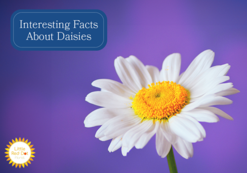 What are Interesting Facts About Daisies H2 1000 x 700