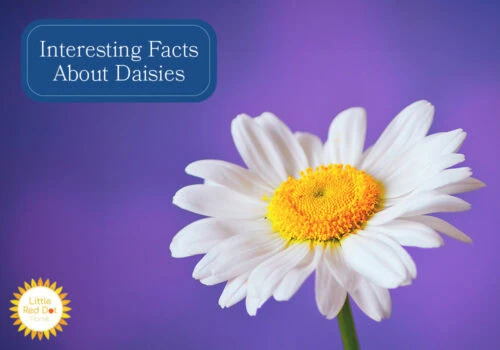 What are Interesting Facts About Daisies H2 1000 x 700 What are Interesting Facts About Daisies H2 1000 x 700