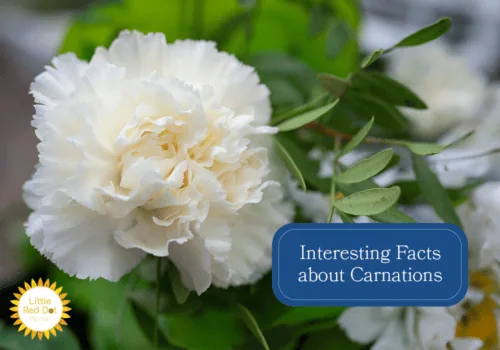 What are Interesting Facts about Carnations H2 1000 x 700 (1) What are Interesting Facts about Carnations H2 1000 x 700 (1)