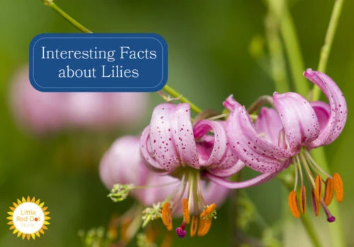 What are Interesting Facts about Lilies H2 1000 x 700 What are Interesting Facts about Lilies