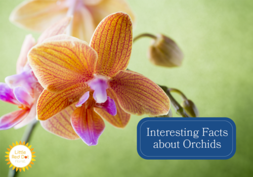 What are Interesting Facts about Orchids H2 1000 x 700 What are Interesting Facts about Orchids H2 1000 x 700