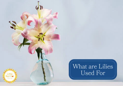 What are Lilies Used For What are Lilies Used For