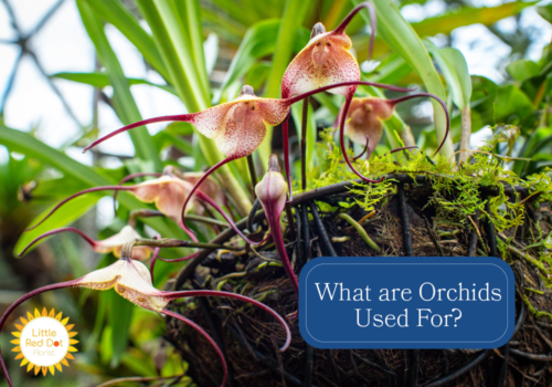 What are Orchids Used For H2 1000 x 700 What are Orchids Used For H2 1000 x 700