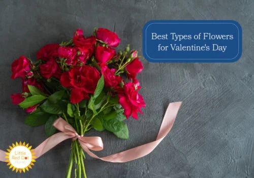 What are the Best Types of Flowers for Valentine s Day H2 1000 x 700 What are the Best Types of Flowers for Valentine s Day H2 1000 x 700