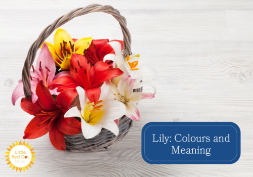 What are the Different Colours and Meaning of a Lily What are the Different Colours and Meaning of a Lily