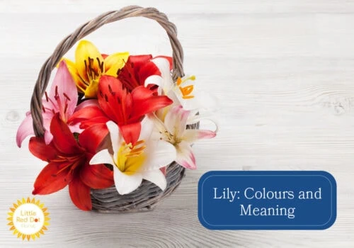 What are the Different Colours and Meaning of a Lily What are the Different Colours and Meaning of a Lily