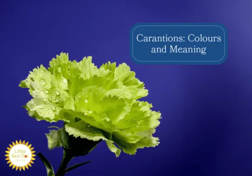 What are the Different Colours and Meanings of a Carnation H2 1000 x 700 (1) What are the Different Colours and Meanings of a Carnation H2 1000 x 700 (1)