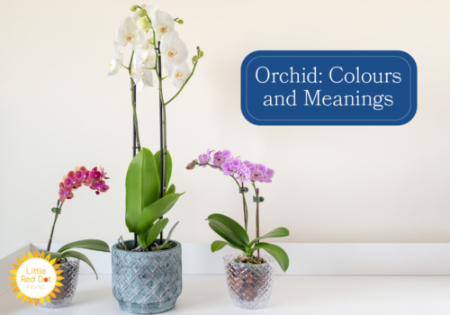 What are the Different Colours and Meanings of an Orchid H2 1000 x 700 What are the Different Colours and Meanings of an Orchid H2 1000 x 700