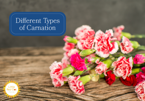 What are the Different Types of Carnation H2 1000 x 700 (1)