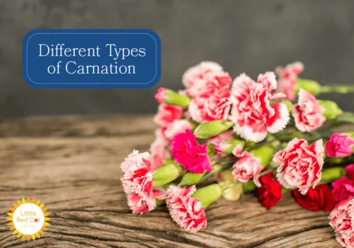 What are the Different Types of Carnation H2 1000 x 700 (1) What are the Different Types of Carnation H2 1000 x 700 (1)