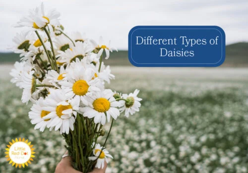 What are the Different Types of Daisies H2 1000 x 700 What are the Different Types of Daisies H2 1000 x 700