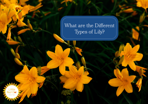 What are the Different Types of Lily What are the Different Types of Lily