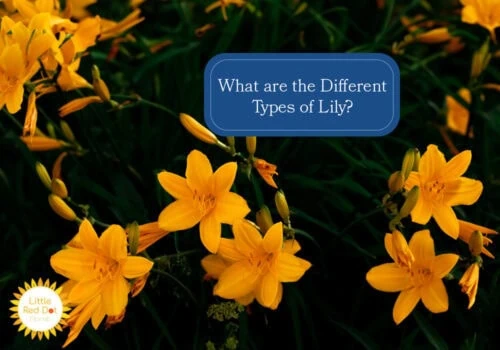 What are the Different Types of Lily What are the Different Types of Lily