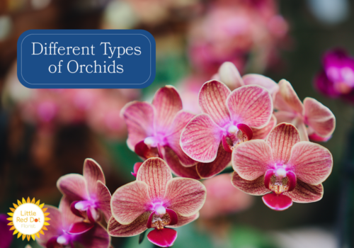 What are the Different Types of Orchid H2 1000 x 700 What are the Different Types of Orchid H2 1000 x 700
